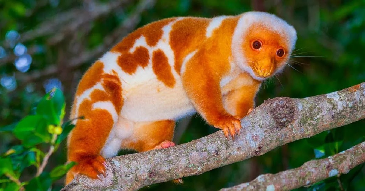 A Common Spotted Cuscus